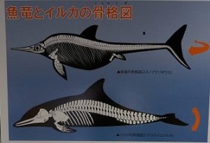 ウタツギョリュウの化石